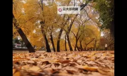 在海雾里搜索记忆：KXK蓝色网站的流光书页